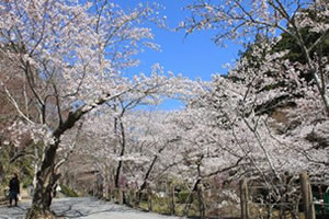 法多山の桜